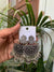 Noor-E-Jhumka