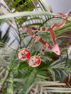 Anjee flower drop earring