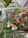 Soraya earring