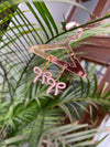 Statement baby pink bow earring