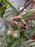 Kia studded pearl earring