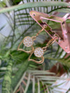 Adir earring