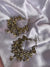 Qisha oxi kundan earring