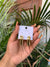 Xylia earring