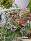 Terah earring