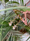 Peo earring