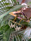 Studded butterfly heart earring